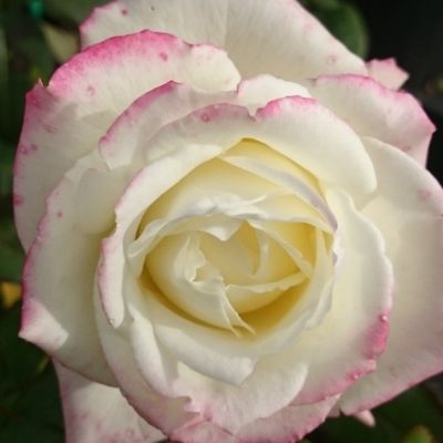 Роза Атена Роза Атена - Dolina-Sad.Ru