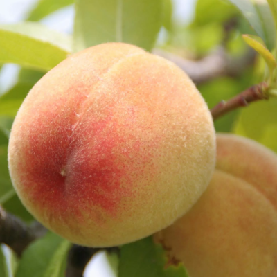 Персик Белгородский фото