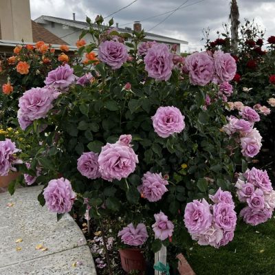 Роза штамбовая Пасифик - Dolina-Sad.Ru