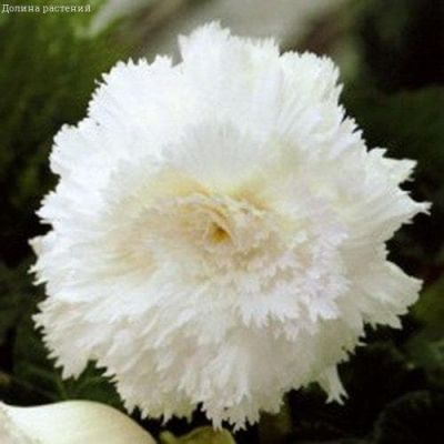 Бегония Фимбриата Уайт Бегония Фимбриата Уайт фото
