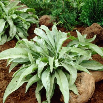 Медуница Самурай Медуница Самурай - Dolina-Sad.Ru