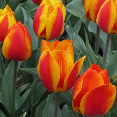 Тюльпан Флер Тюльпан Флер фото