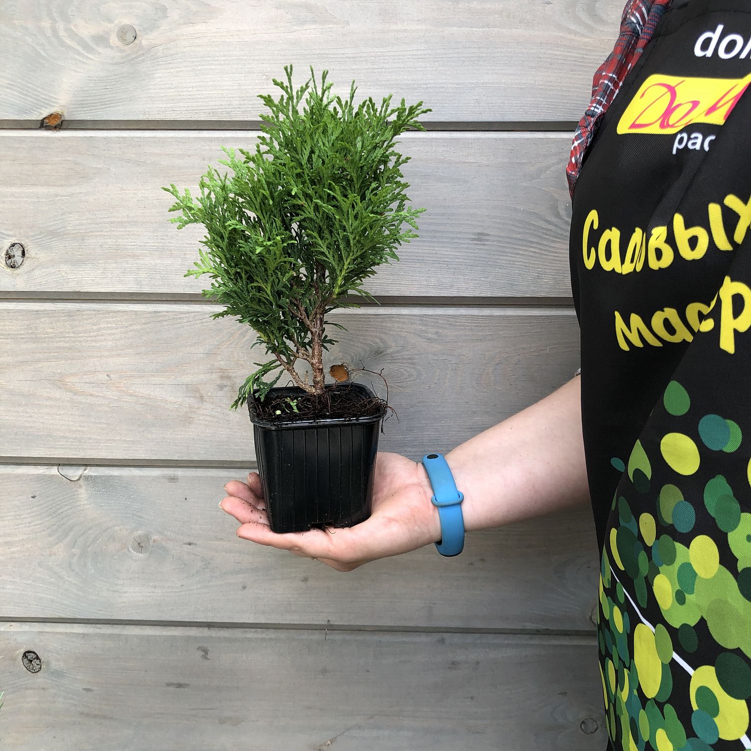 Кипарисовик туполистный Камарачиба Кипарисовик туполистный Камарачиба фото