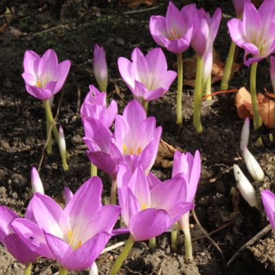 Безвременник Борнмюллера Безвременник Борнмюллера фото