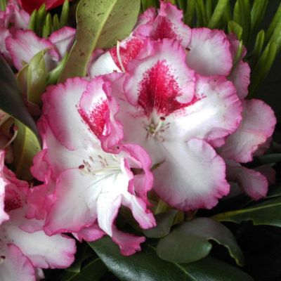 Рододендрон Хакманc Шармант фото