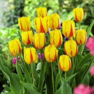 Тюльпан Фламенко Тюльпан Фламенко фото