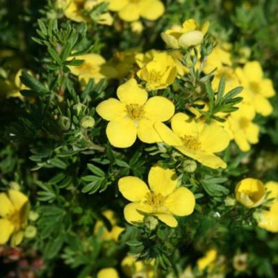 Лапчатка кустарниковая Голдтеппич. С3 Лапчатка кустарниковая Голдтеппич. С3 - Dolina-Sad.Ru