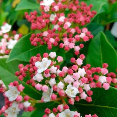 Калина лавролистная Гвенллиан Калина лавролистная Гвенллиан - Dolina-Sad.Ru