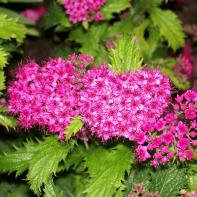 Спирея японская Криспа, С1,5 Спирея японская Криспа, С1,5 - Dolina-Sad.Ru