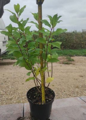 Гортензия метельчатая Прим Уайт, С1,5 - Dolina-Sad.Ru