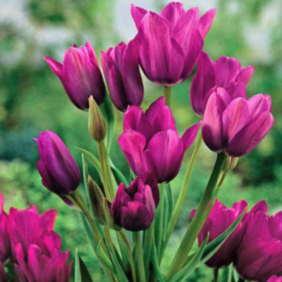 Тюльпан Пурпл Букет Тюльпан Пурпл Букет фото