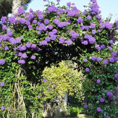 Роза Индиголетта Роза Индиголетта фото