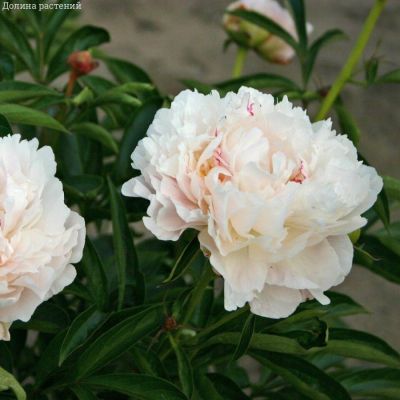 Пион Ми Жюль Дессерт - Dolina-Sad.Ru