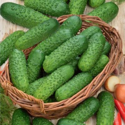 Огурец Маринда F1, 12шт. Голландия Огурец Маринда F1, 12шт. Голландия фото