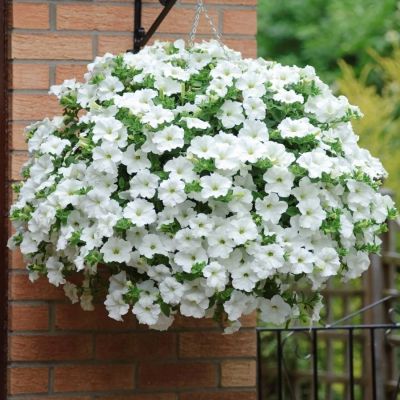 Петуния Престо Вайт - Dolina-Sad.Ru