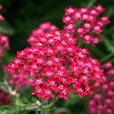 Тысячелистник обыкновенный Церайз Квин C2 Тысячелистник обыкновенный Церайз Квин C2 фото