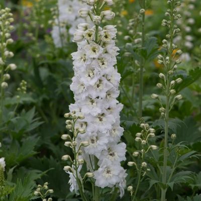 Дельфиниум Пур Вайт Дельфиниум Пур Вайт - Dolina-Sad.Ru