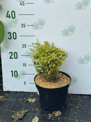 Туя Западная Голден Таффет, С2 - Dolina-Sad.Ru