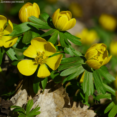 Эрантус Сицилийский - Dolina-Sad.Ru