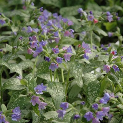 Медуница Маджести - Dolina-Sad.Ru