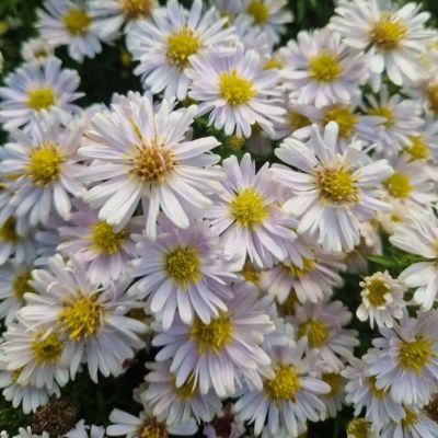 Астра кустарниковая Шнеекисен - Dolina-Sad.Ru