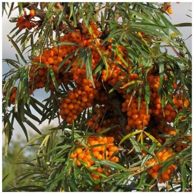 Облепиха крушиновидная Херго, С3 Облепиха крушиновидная Херго, С3 - Dolina-Sad.Ru