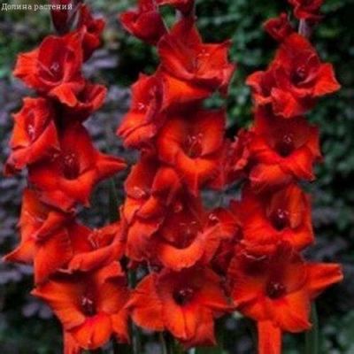 Гладиолус Браун Шуга (10 луковиц) Гладиолус Браун Шуга (10 луковиц) фото