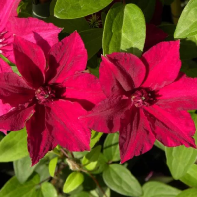 Клематис Перида Клематис Перида фото