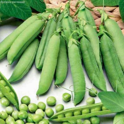 Горох овощной Прима фото