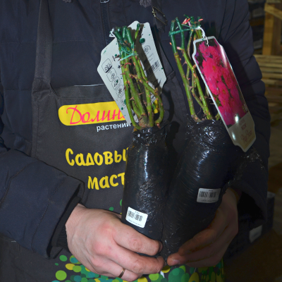 Роза Неон Роза Неон - Dolina-Sad.Ru