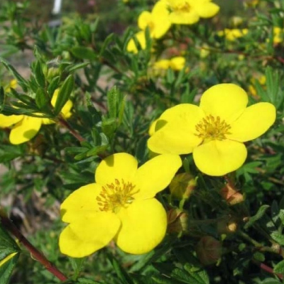 Лапчатка кустарниковая Хендлин Белла Лапчатка кустарниковая Хендлин Белла фото