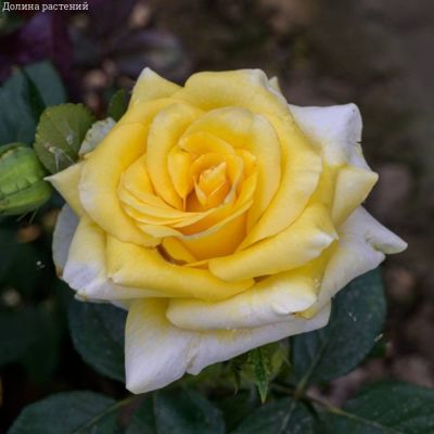 Роза Саммер в горшке Роза Саммер в горшке - Dolina-Sad.Ru