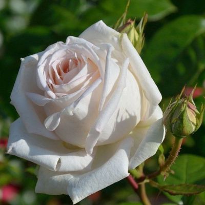 Роза Мадам Анизетт в горшке - Dolina-Sad.Ru