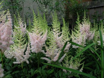 Астильба Милк энд Хани Астильба Милк энд Хани - Dolina-Sad.Ru