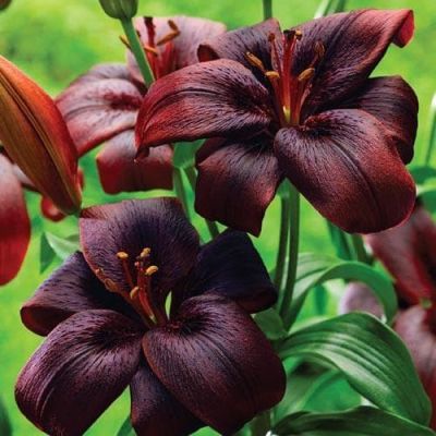 Лилия Ройал Кисс фото