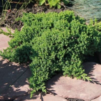 Можжевельник лежачий Нана фото