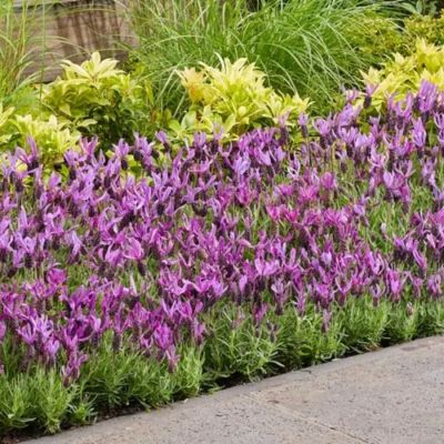 Лаванда французская Белла Тоскана - Dolina-Sad.Ru