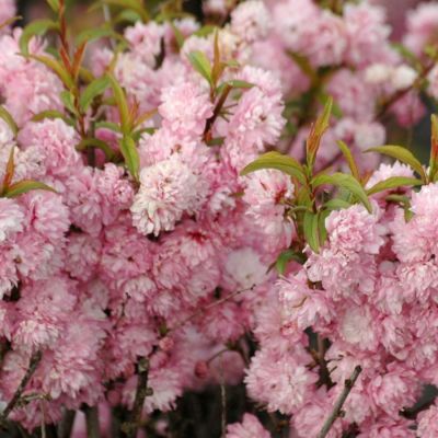 Сакура Розеа Плена Сакура Розеа Плена - Dolina-Sad.Ru