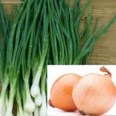Лук репчатый на перо Лук репчатый на перо фото