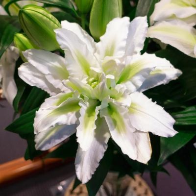 Лилия Роузлили Аиша - Dolina-Sad.Ru