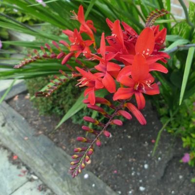 Крокосмия гибридная Ред Кинг - Dolina-Sad.Ru