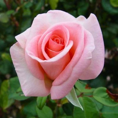 Роза Фламинго - Dolina-Sad.Ru