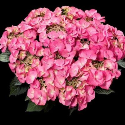 Гортензия крупнолистная Тифани Пинк, С2 - Dolina-Sad.Ru
