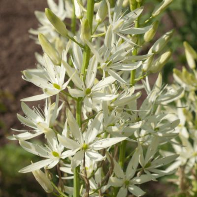 Камассия Лейхтлина Альба Камассия Лейхтлина Альба фото