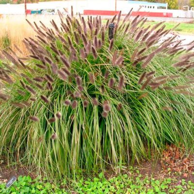 Пеннисетум лисохвостный Виридесценс Пеннисетум лисохвостный Виридесценс - Dolina-Sad.Ru