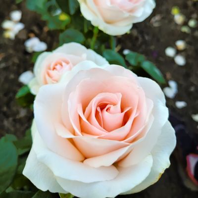 Роза Клер Океан Роза Клер Океан - Dolina-Sad.Ru