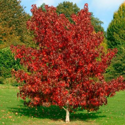 Ликвидамбар стираксовый Ворплесдон Ликвидамбар стираксовый Ворплесдон - Dolina-Sad.Ru