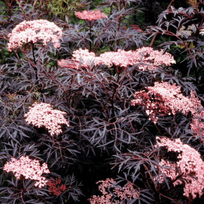 Бузина черная Блэк Лейс Бузина черная Блэк Лейс фото