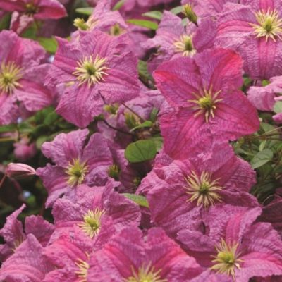 Клематис Мазурек Клематис Мазурек - Dolina-Sad.Ru