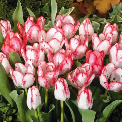 Тюльпан Денис Тюльпан Денис фото